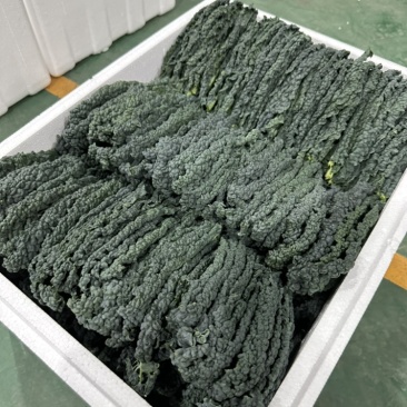 鲜食羽衣甘蓝皱叶菜加工叶，榨汁专用，基地种植，产地直发