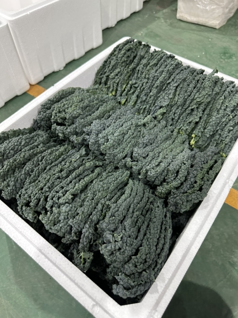 鲜食羽衣甘蓝皱叶菜加工叶，榨汁专用，基地种植，产地直发