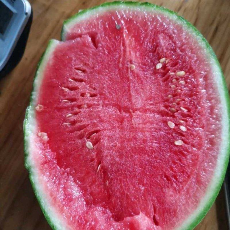 武汉江夏早春红玉西瓜大量上市产地直发一手货源量大价优