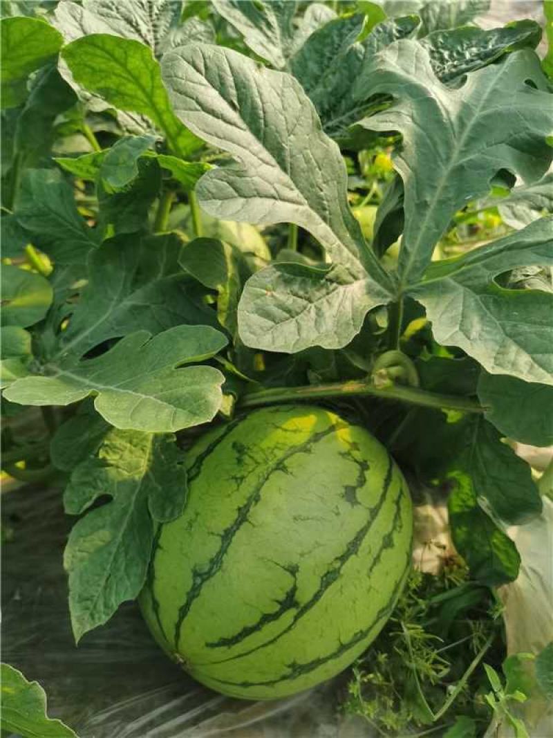 武汉江夏早春红玉西瓜大量上市产地直发一手货源量大价优