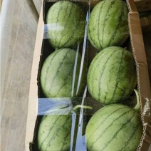 武汉江夏早春红玉西瓜大量上市产地直发一手货源量大价优