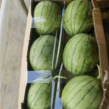 武汉江夏早春红玉西瓜大量上市产地直发一手货源量大价优