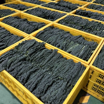 皱叶菜深加工嫩叶，榨汁专用，功能叶加工叶，全国可发
