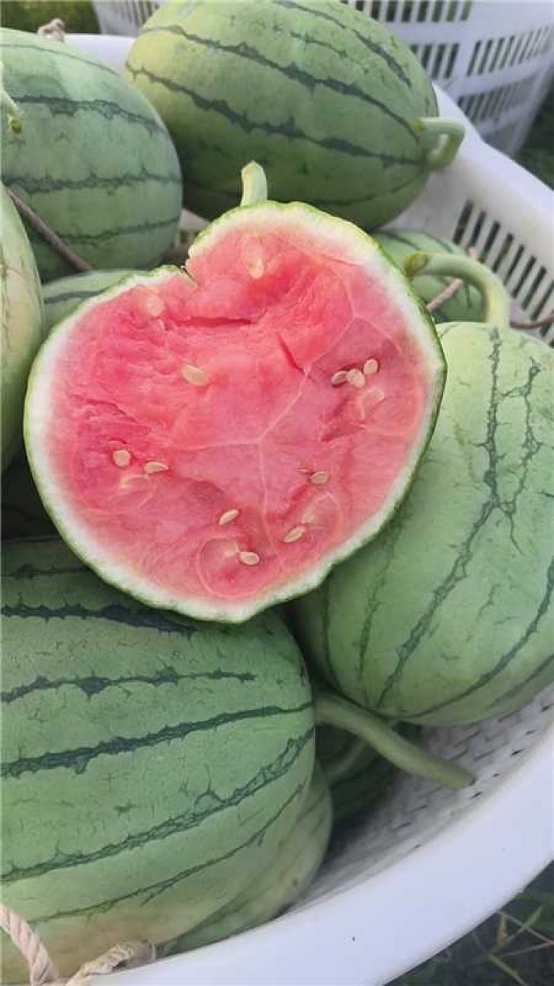 武汉江夏早春红玉西瓜大量上市产地直发一手货源量大价优