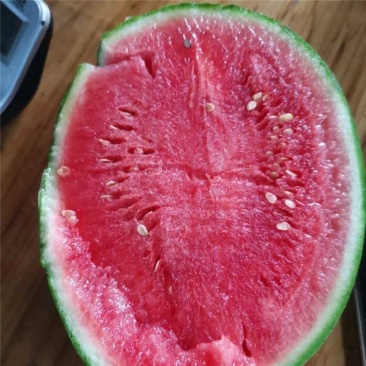 武汉江夏早春红玉西瓜大量上市产地直发一手货源量大价优