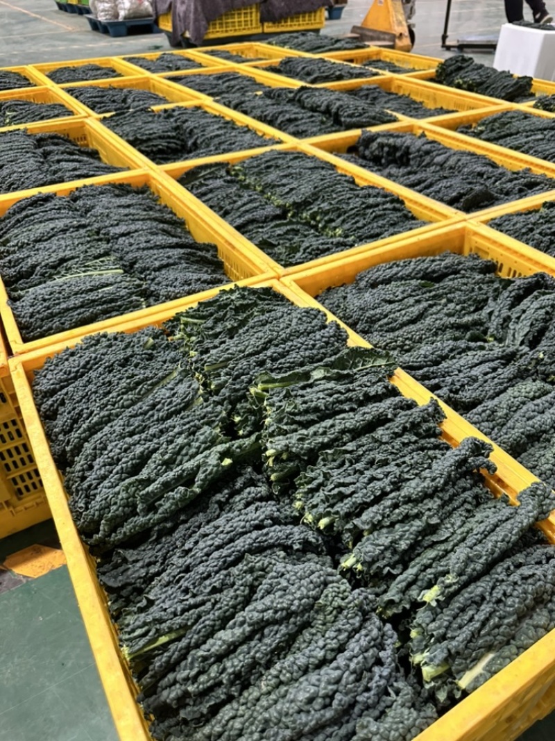 皱叶菜深加工嫩叶，榨汁专用，功能叶加工叶，全国可发