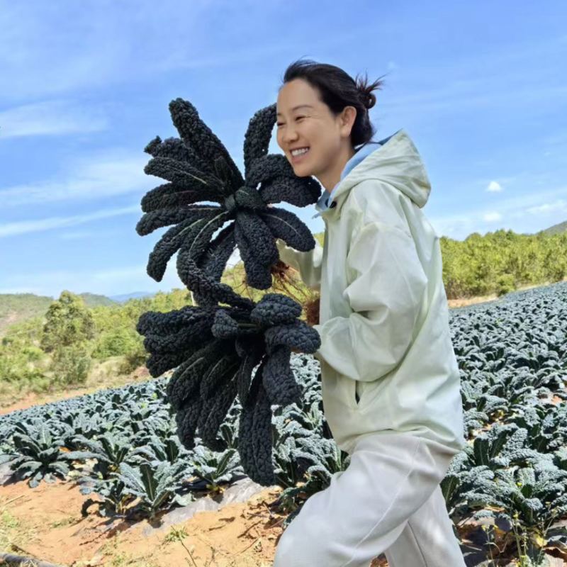 鲜食皱叶菜榨汁专用，附加品功能叶，加工叶