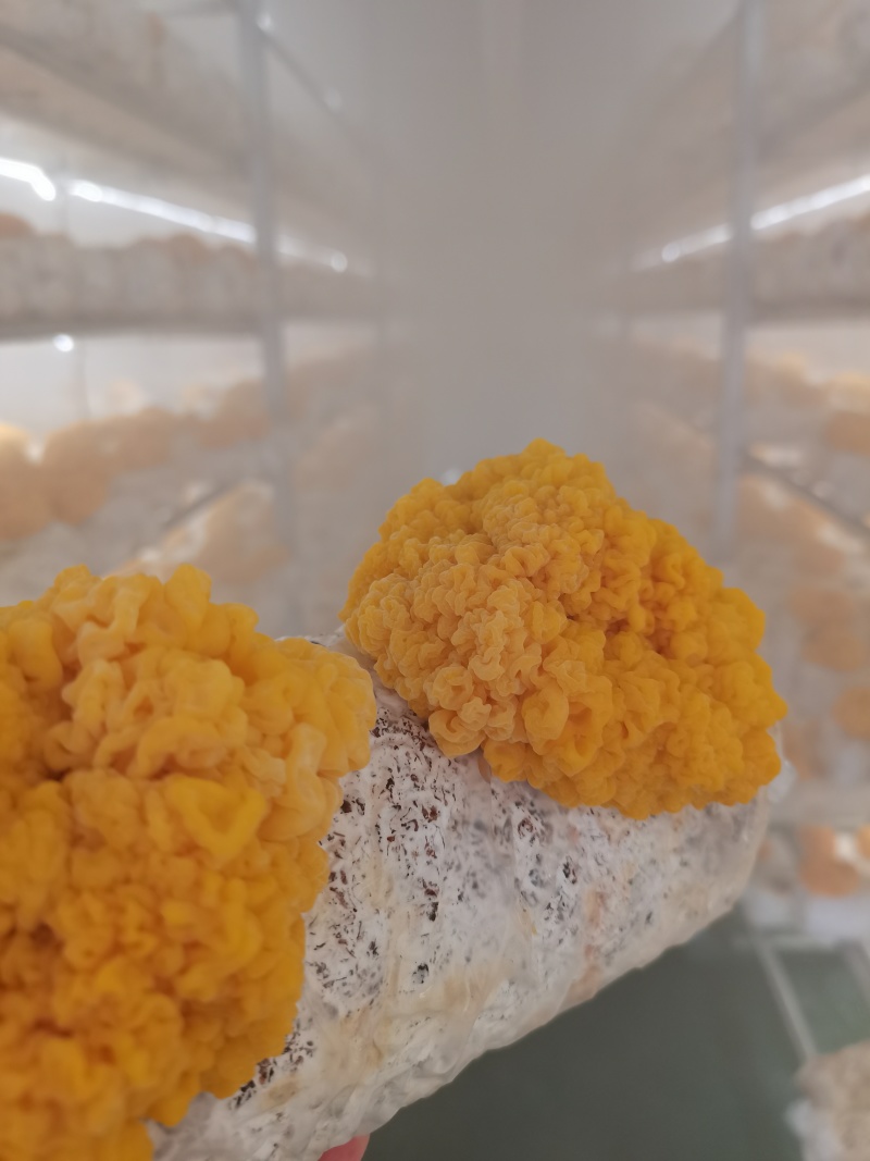 甘肃精品金耳大量供应，全国发货，可对接电商商超等，诚信经营