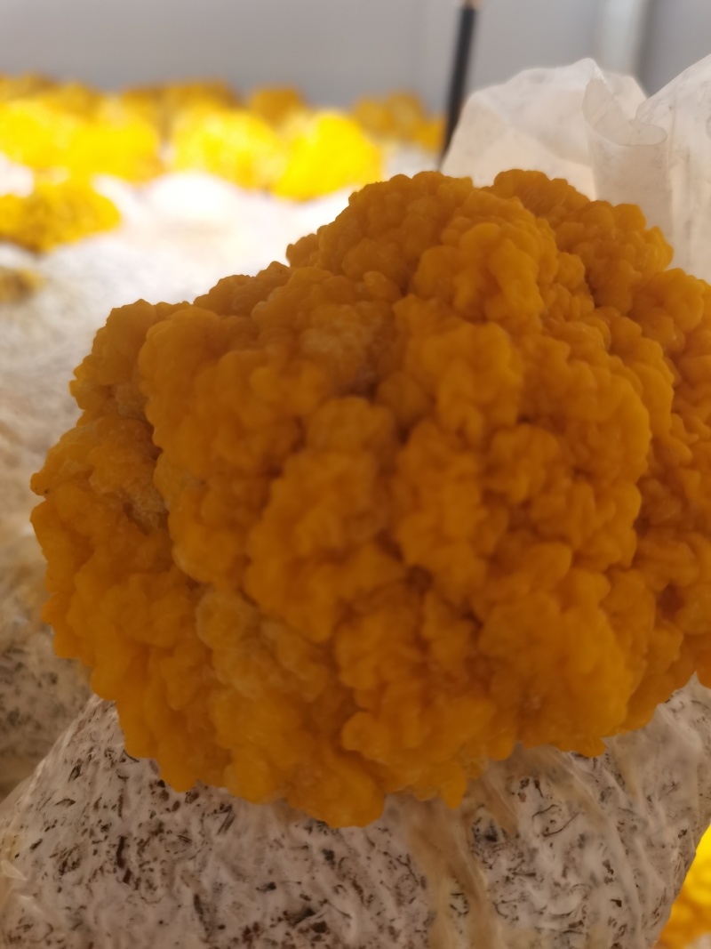 甘肃精品金耳大量供应，全国发货，可对接电商商超等，诚信经营