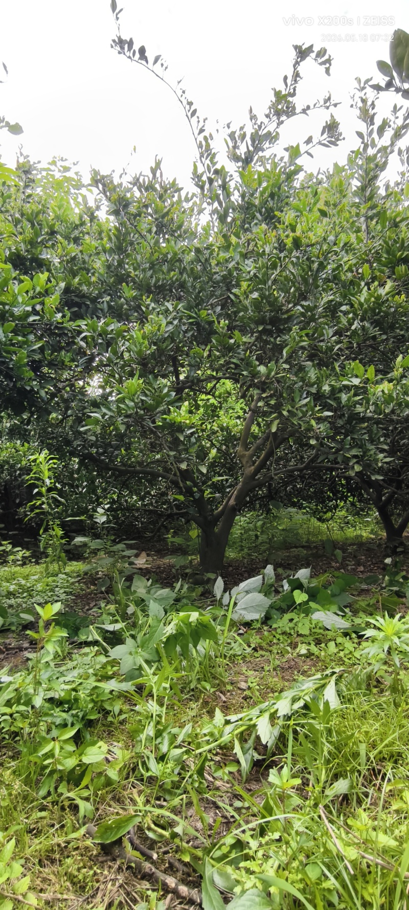 蜜桔树