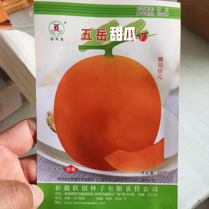 红皮红肉甜瓜种子中早熟果肉白色肉厚腔小含糖17度耐运