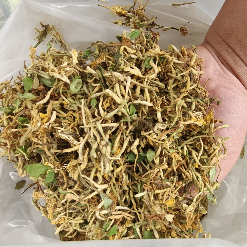 金银花，花蕾