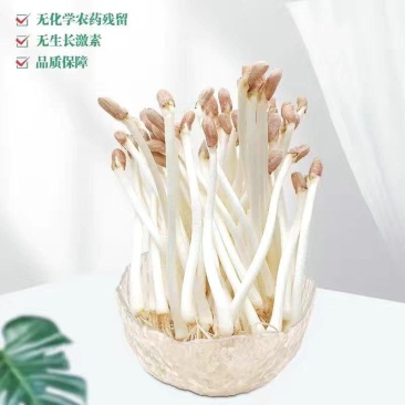 洛阳市区本地花生芽种植户直供