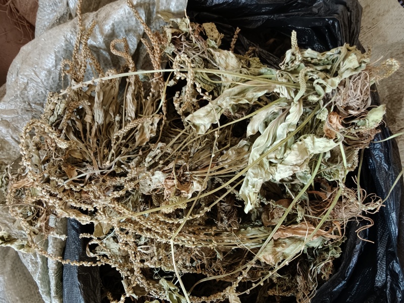 车前草，野生干货