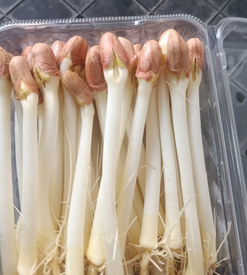 洛阳市区本地花生芽种植户直供
