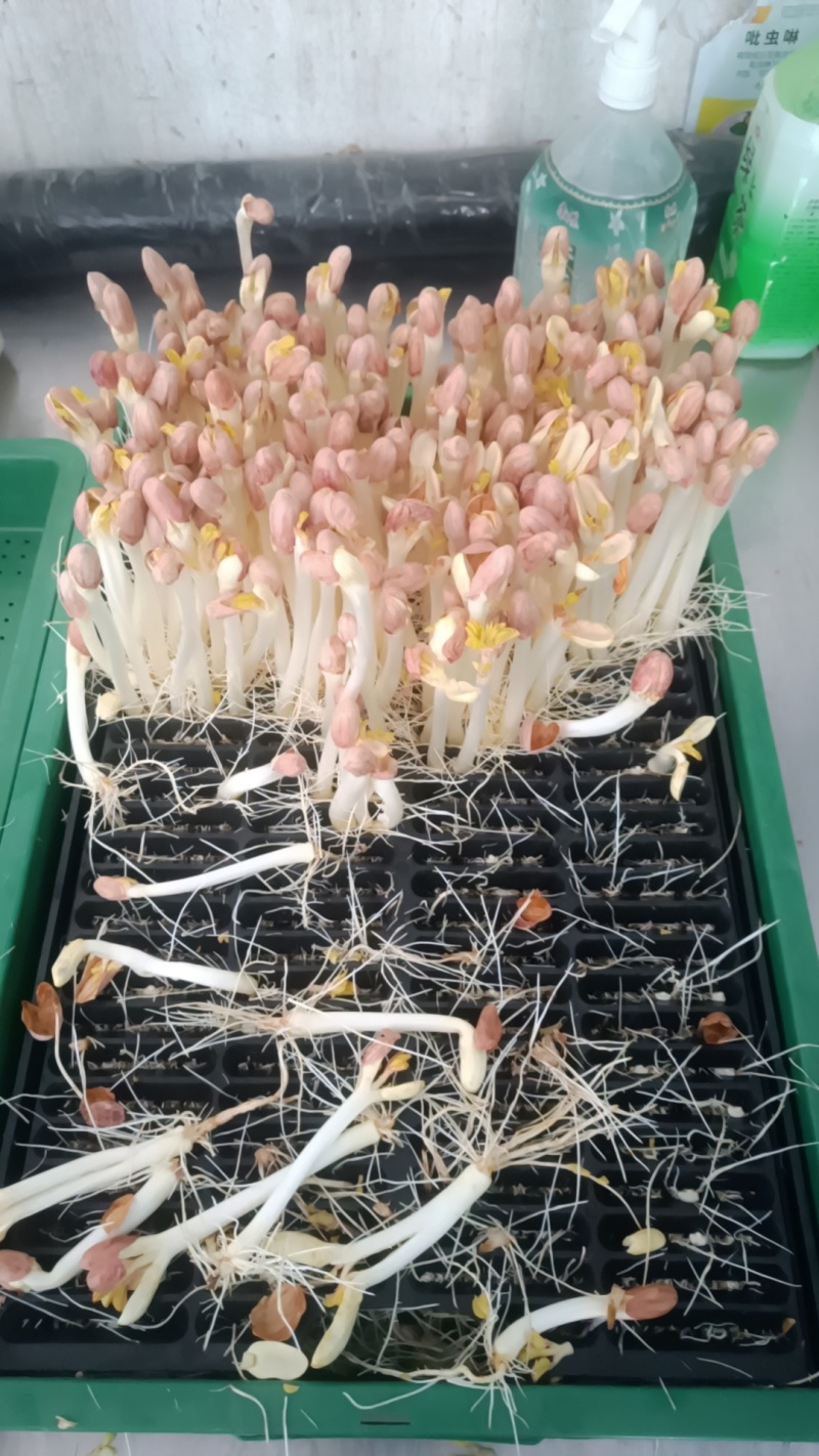 洛阳市区本地花生芽种植户直供