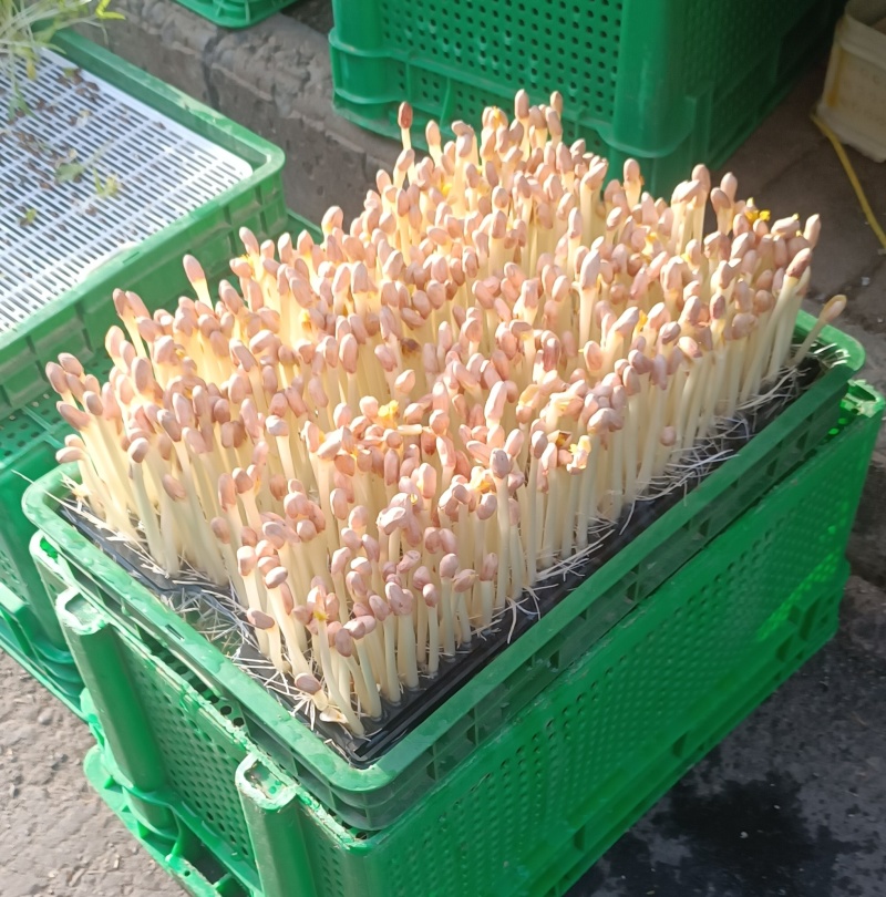 洛阳市区本地花生芽种植户直供
