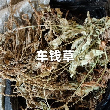 车前草，野生干货
