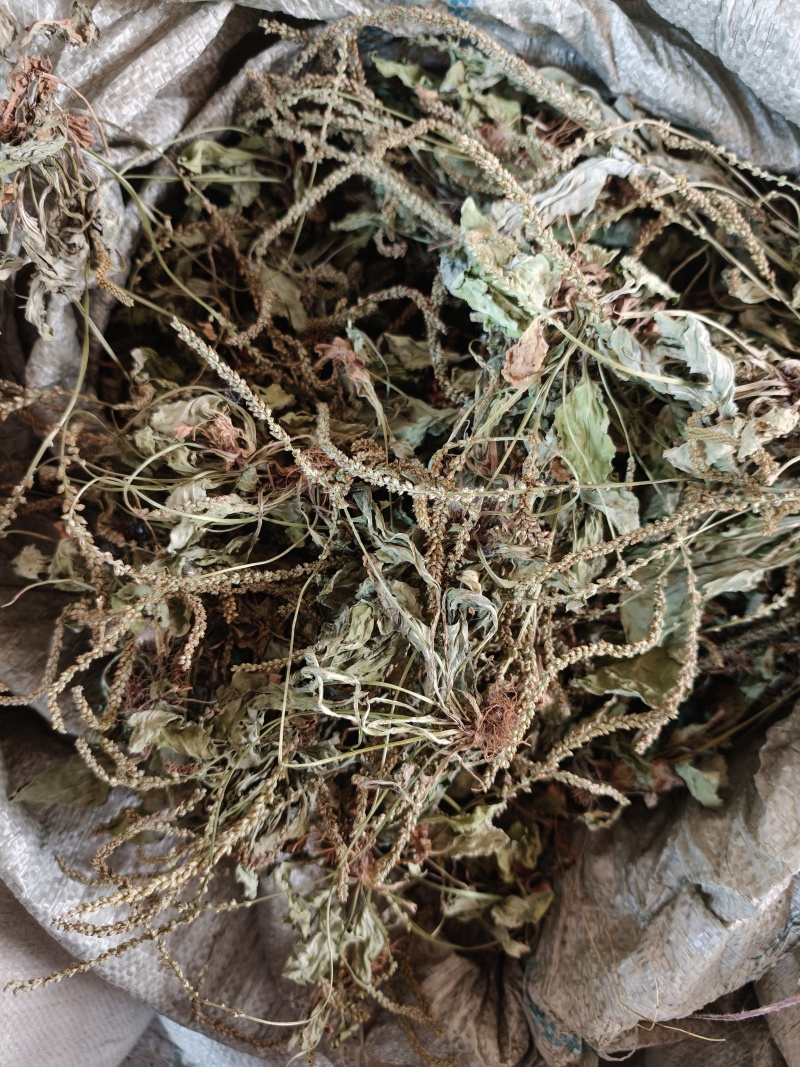 车前草，野生干货