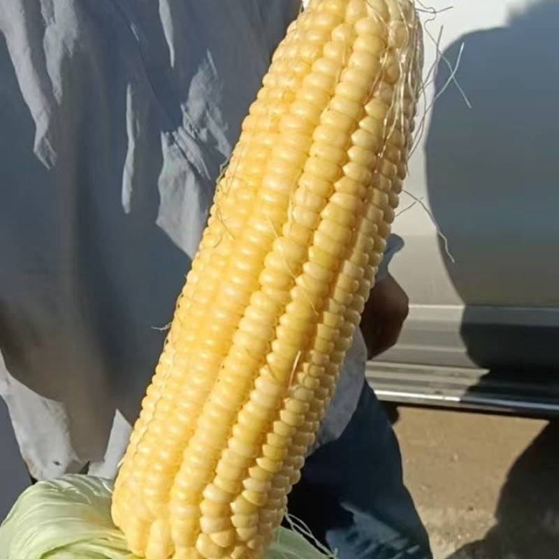 米易太阳花～万糯玉米大量上市需要的联系