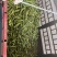 米易太阳花～万糯玉米大量上市需要的联系
