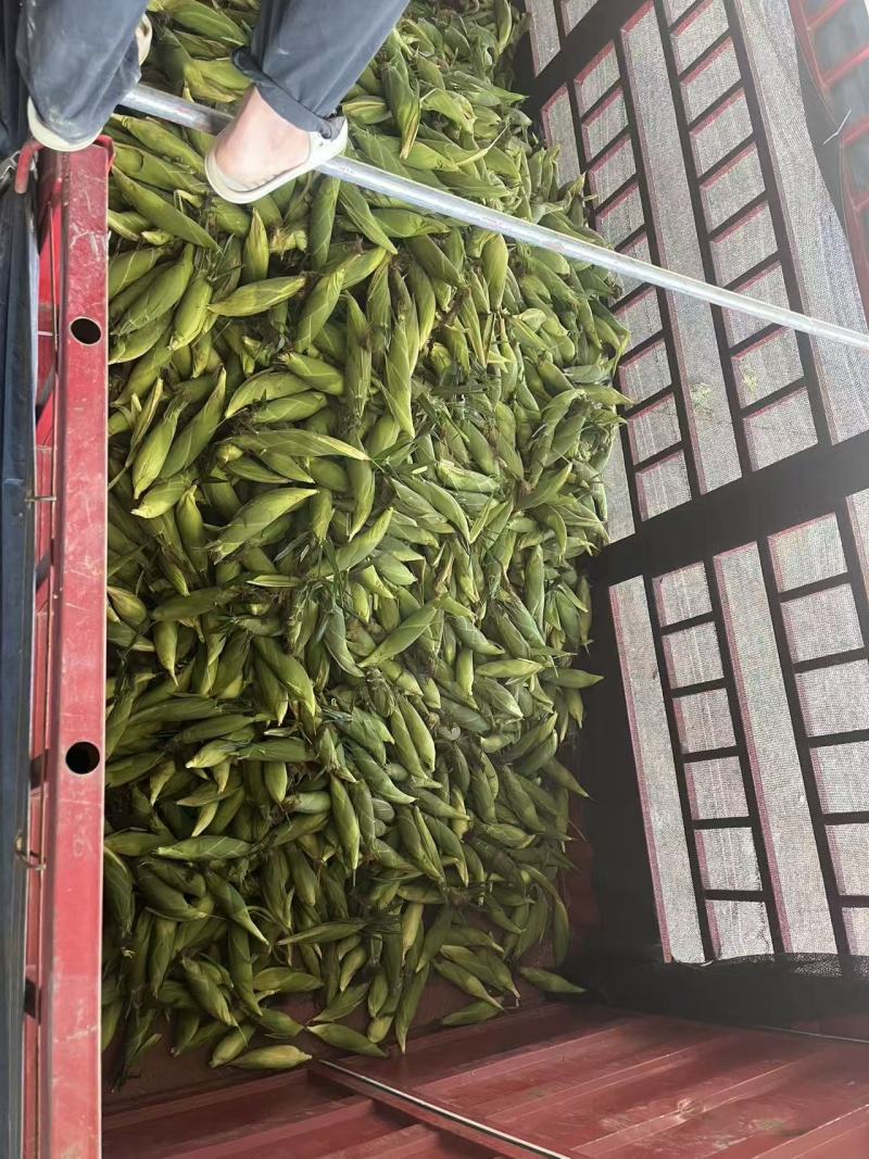 米易太阳花～万糯玉米大量上市需要的联系