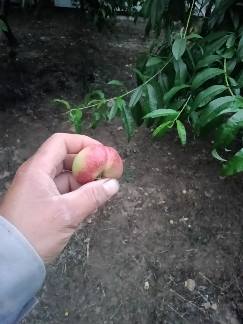 明月小蟠桃拇指大小，马上可采摘上市需要可联系