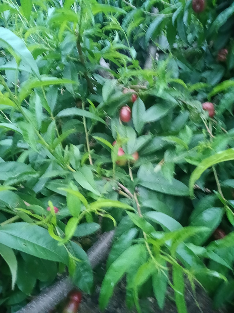 明月小蟠桃拇指大小，马上可采摘上市需要可联系