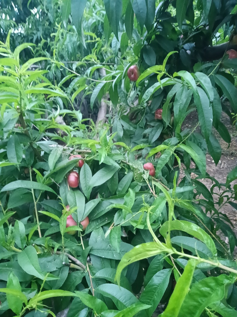 明月小蟠桃拇指大小，马上可采摘上市需要可联系