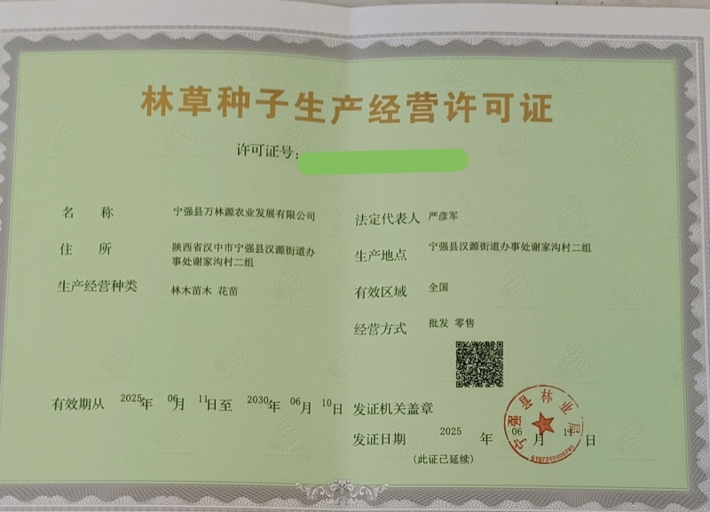 山桐子产地直供一手货源量大从优欢迎咨询