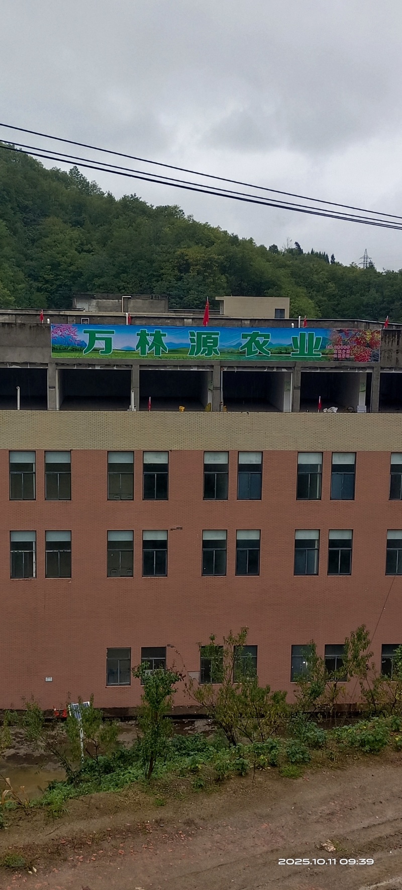 山桐子种子一级种子，全新种子，拒绝陈种；50元/斤，10