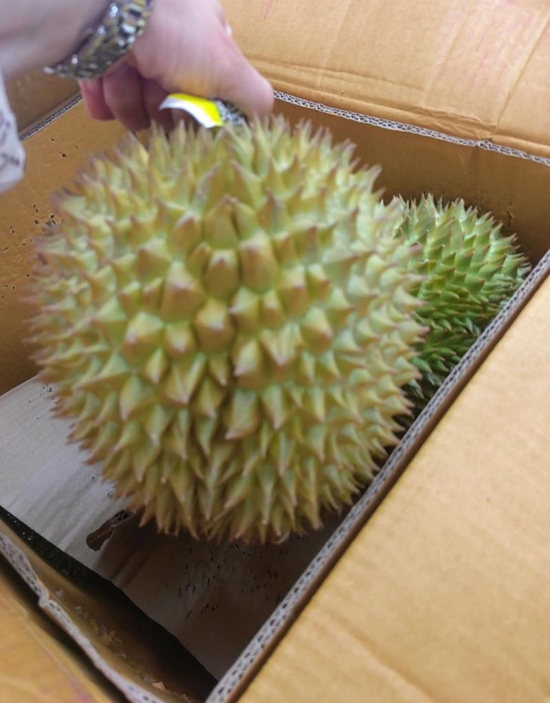 金枕榴莲一手批发，a果保5房，货源充足，质量保证。