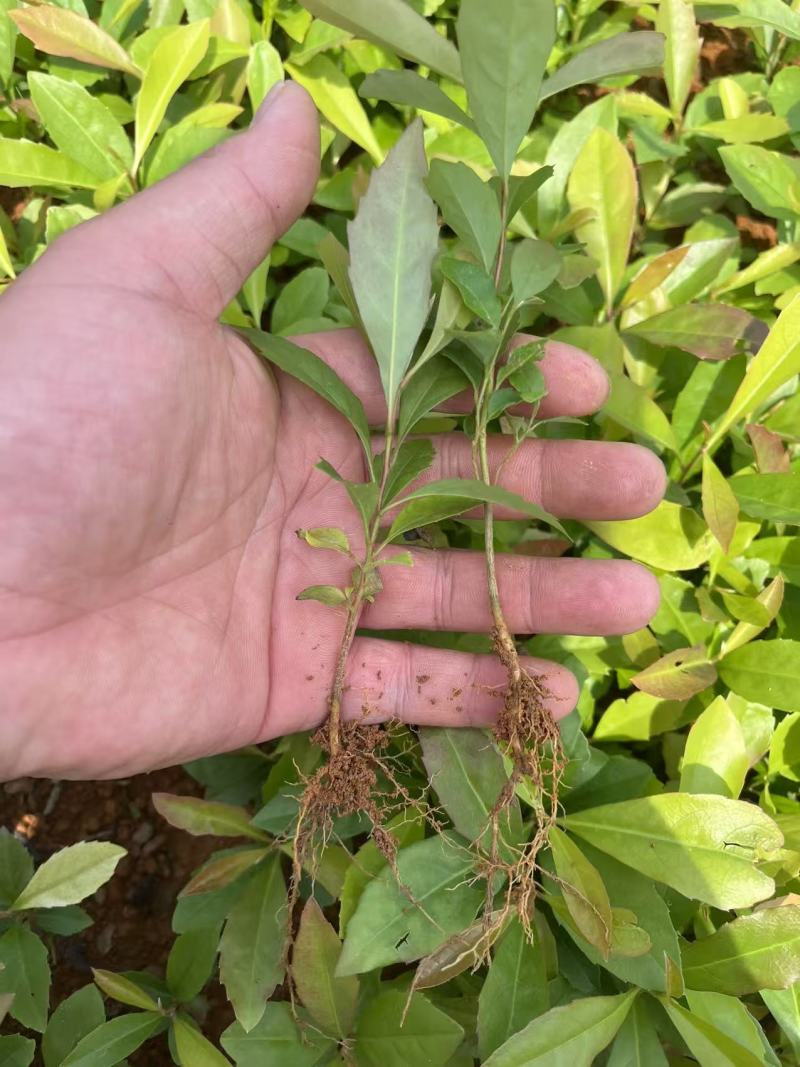 木荷苗#木荷芽苗