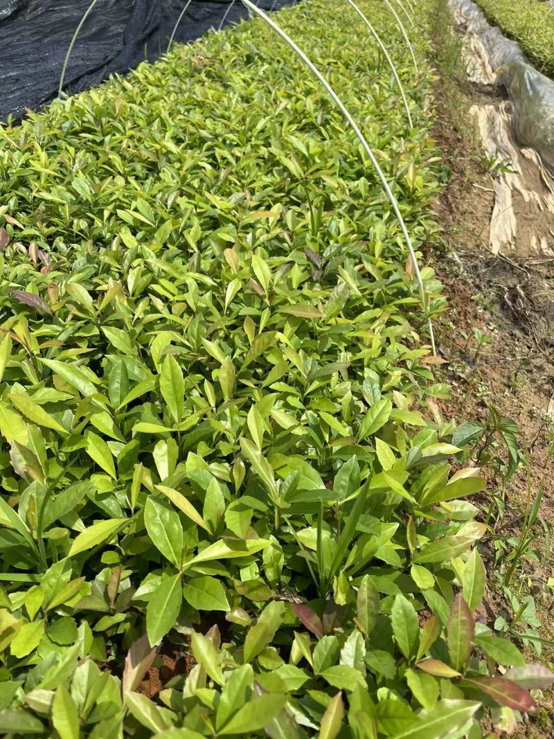 木荷苗#木荷芽苗