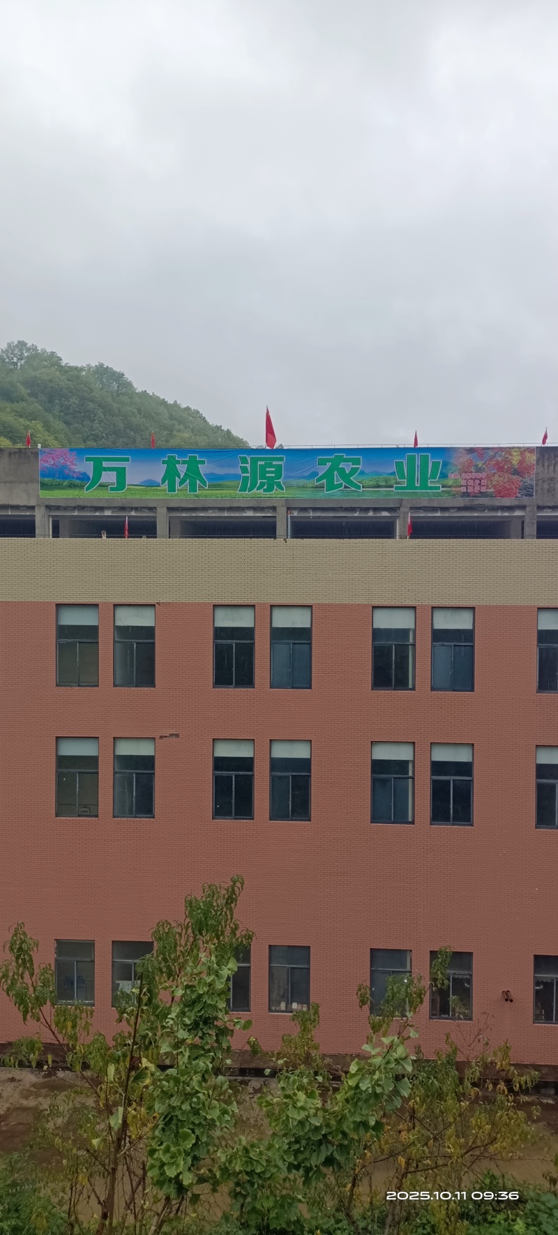 山桐子油，国标产品，专利工艺，**好油，滴滴香醇，