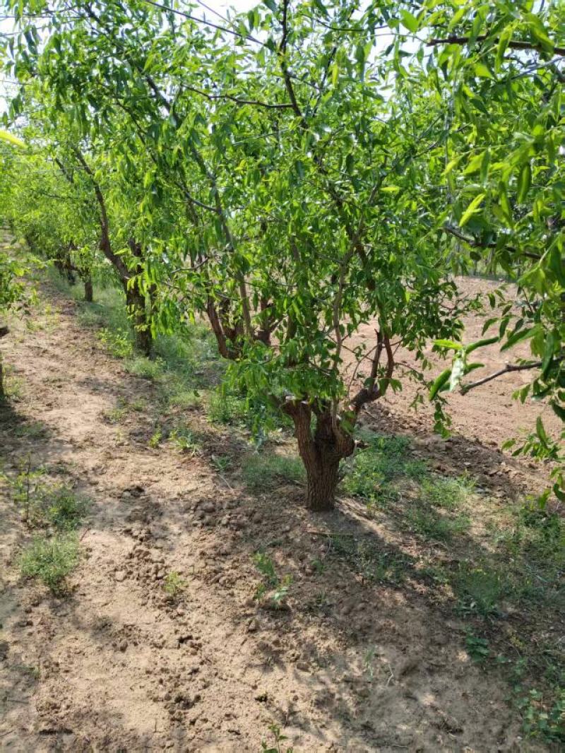 占地枣树苗圃基地常年供应一手货源全国发货