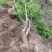 占地枣树苗圃基地常年供应一手货源全国发货