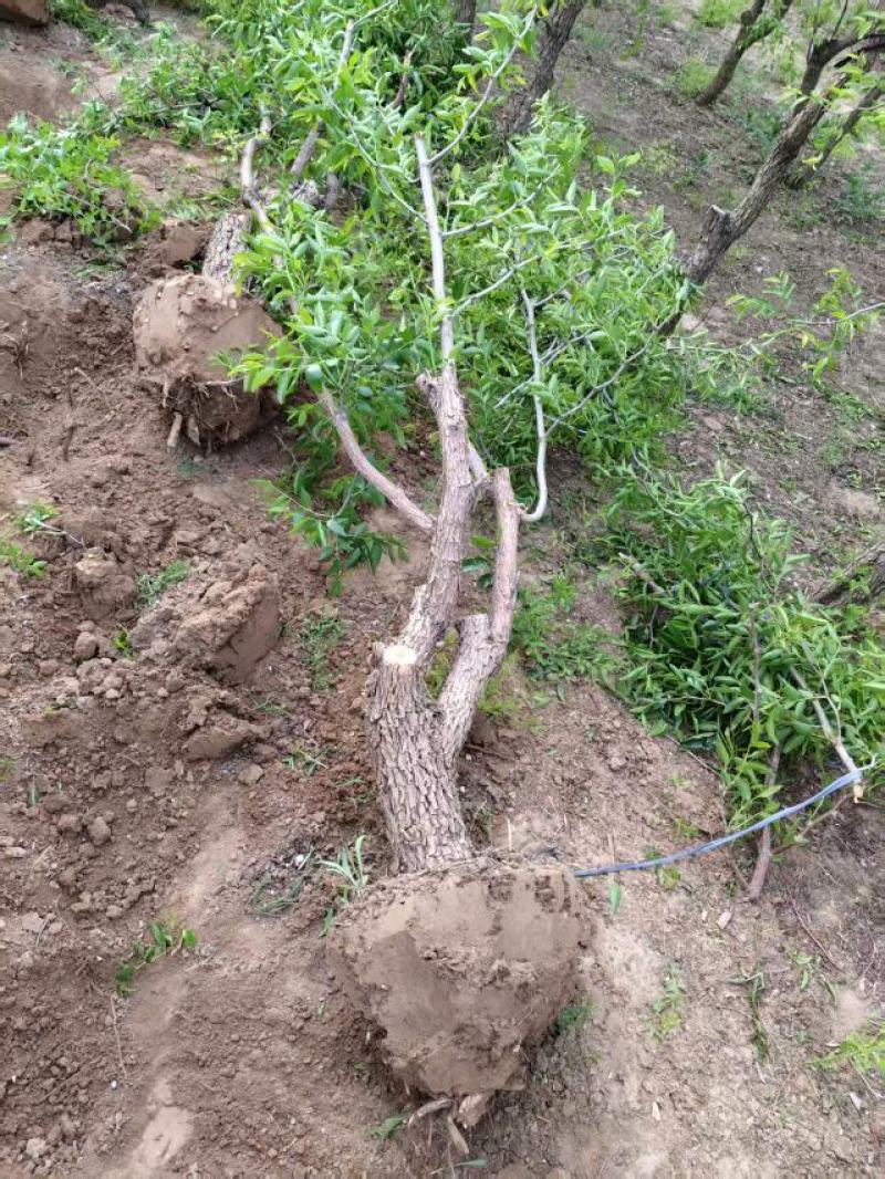 占地枣树苗圃基地常年供应一手货源全国发货