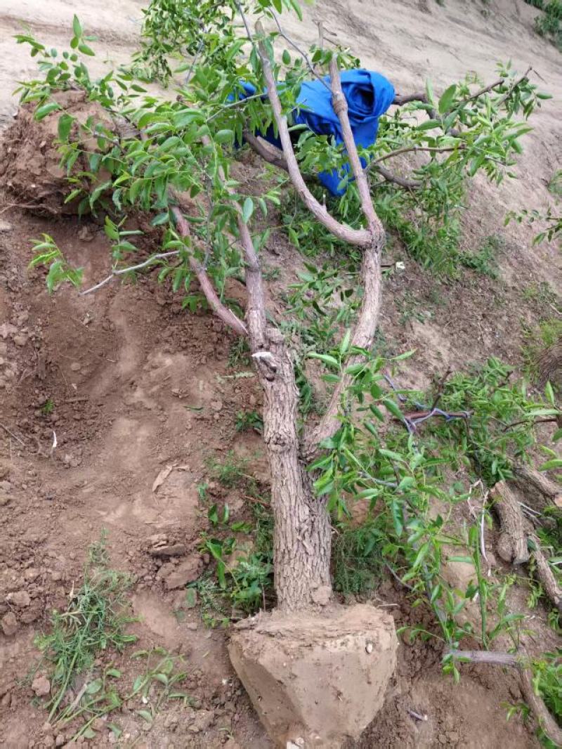 占地枣树苗圃基地常年供应一手货源全国发货