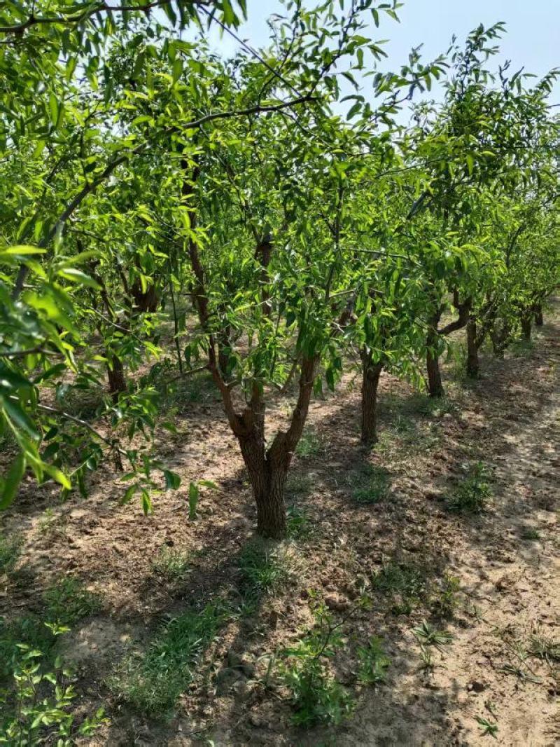 占地枣树苗圃基地常年供应一手货源全国发货