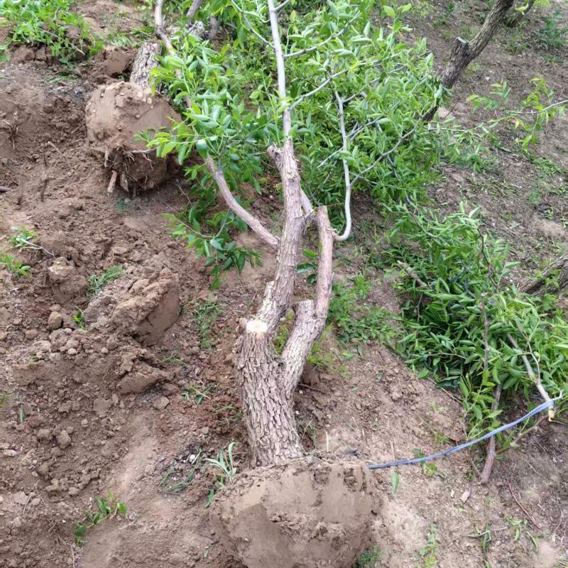 占地枣树苗圃基地常年供应一手货源全国发货