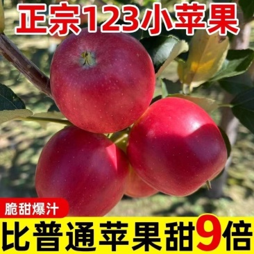 123小苹果东北吉林/自然成熟红亮皮薄一手货源产地直销