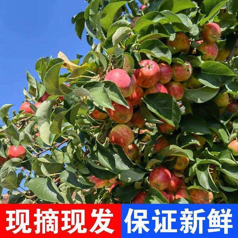 123小苹果东北吉林/自然成熟红亮皮薄一手货源产地直销
