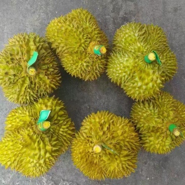 金枕榴莲一手批发，a果保5房，货源充足，质量保证。