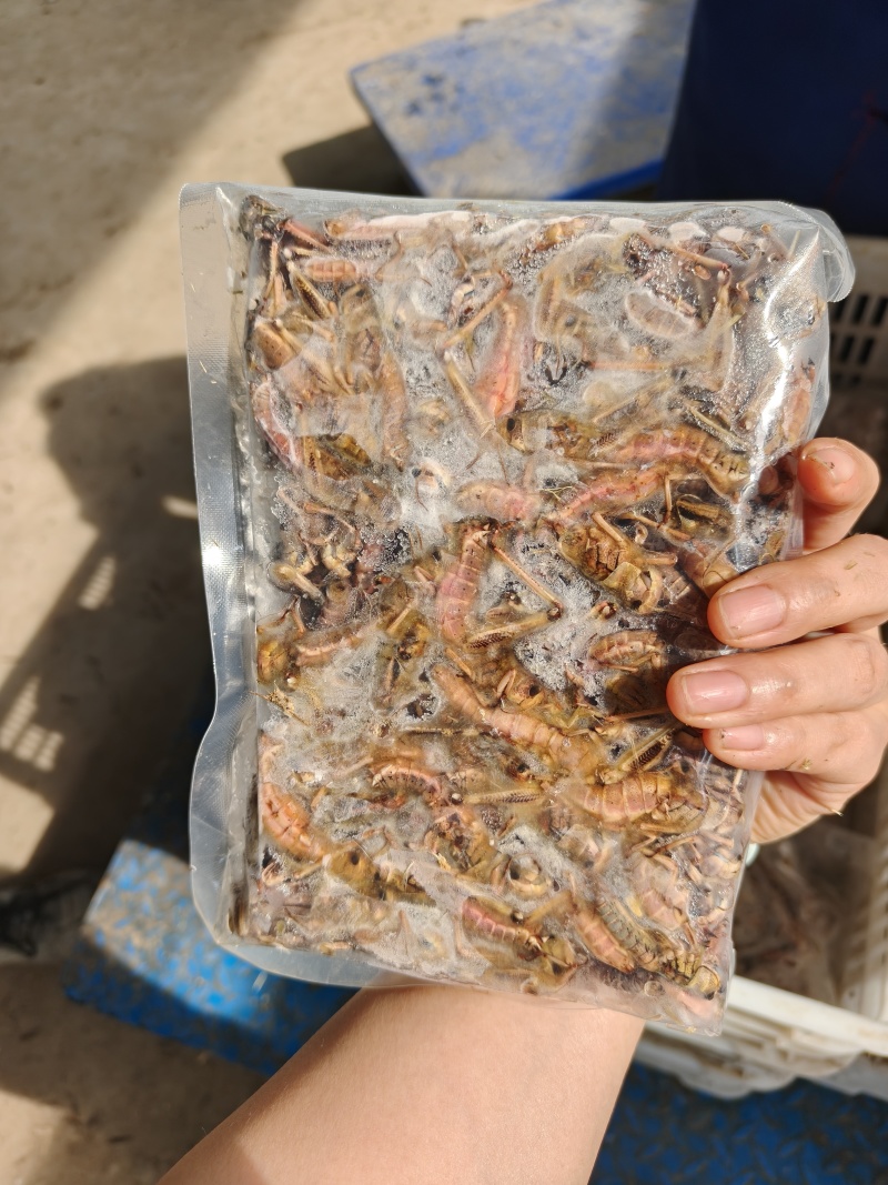 26年头茬纯母去翅东亚飞蝗产地直销一斤一袋