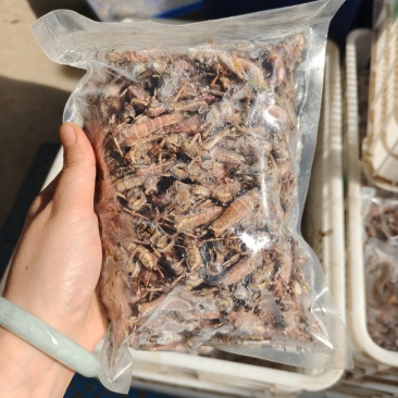 26年头茬纯母去翅东亚飞蝗产地直销一斤一袋