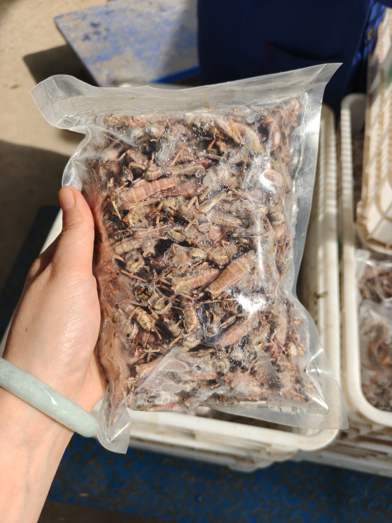 26年头茬纯母去翅东亚飞蝗产地直销一斤一袋