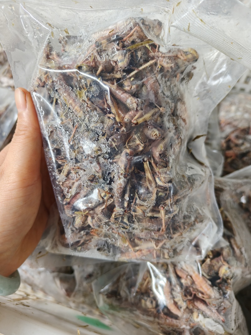 26年头茬纯母去翅东亚飞蝗产地直销一斤一袋
