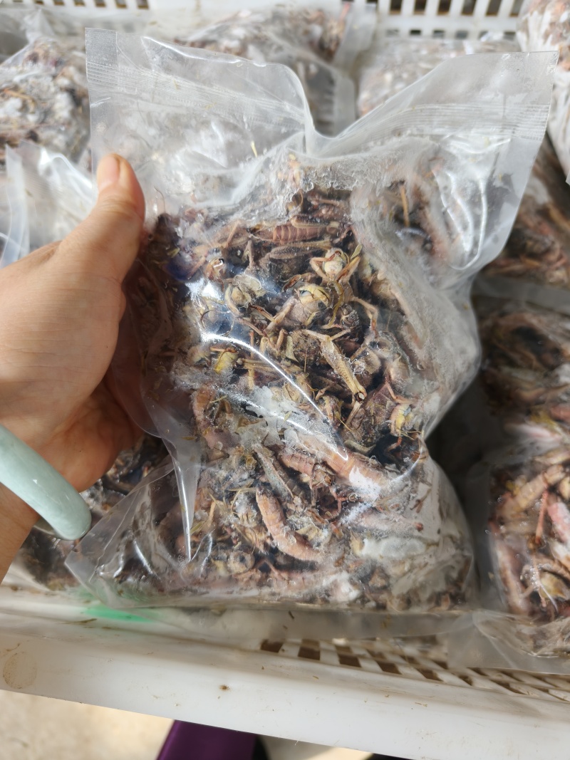 26年头茬纯母去翅东亚飞蝗产地直销一斤一袋