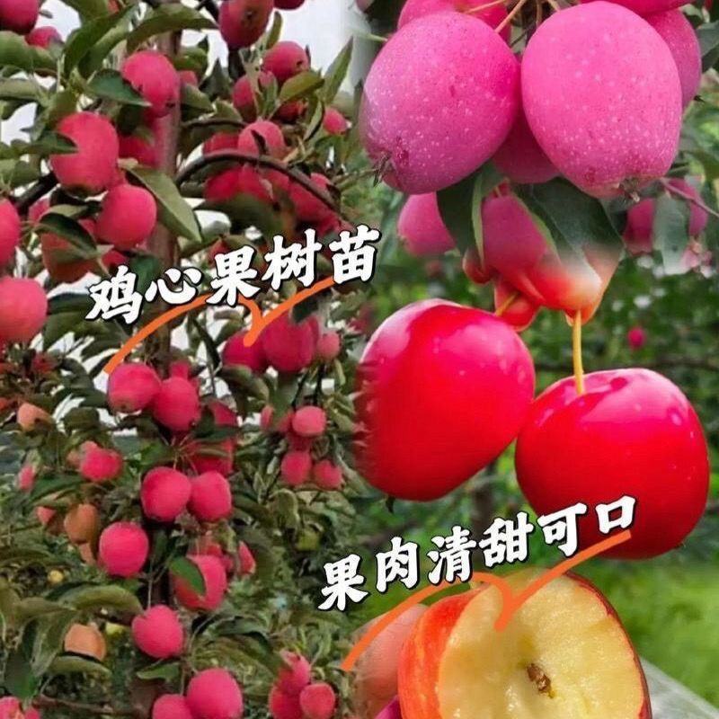 精品海棠果（鸡心果）东北吉林产地直发脆甜化渣新鲜饱满